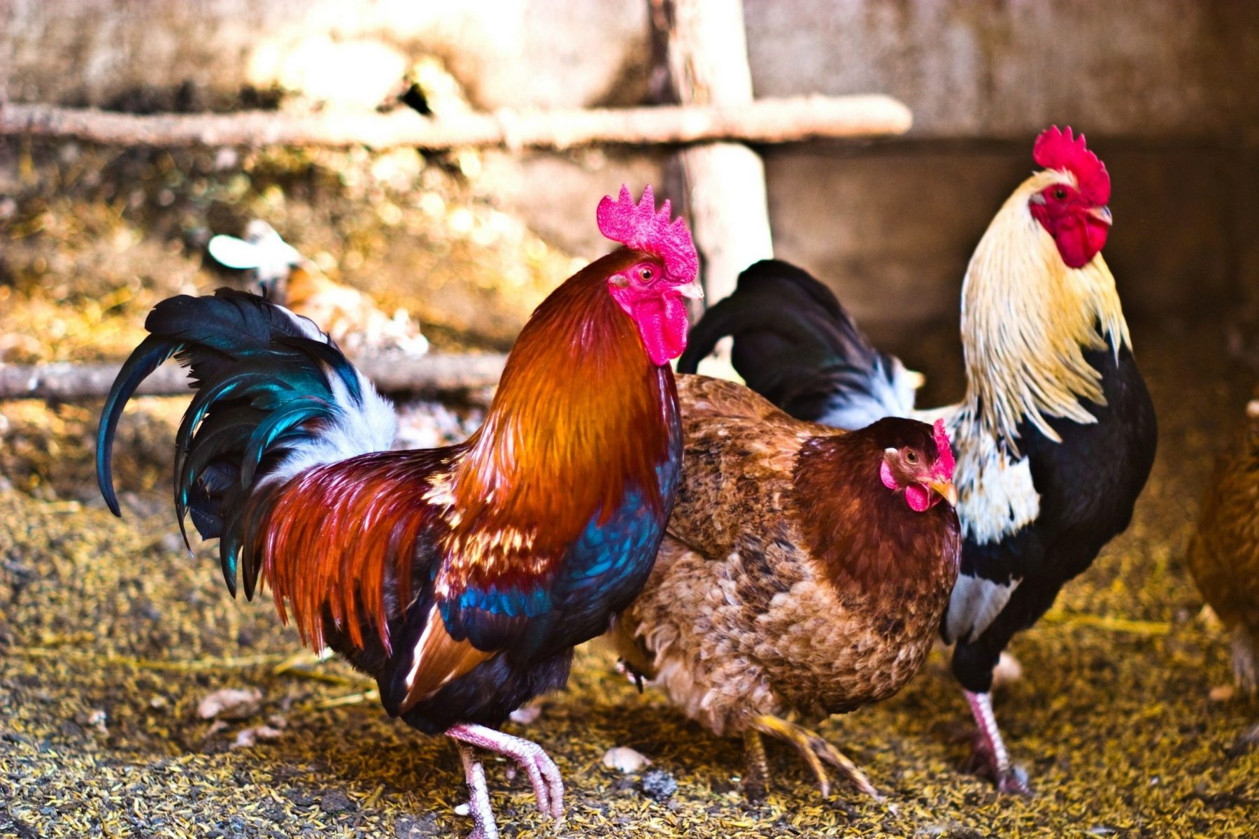 Rooster mascot